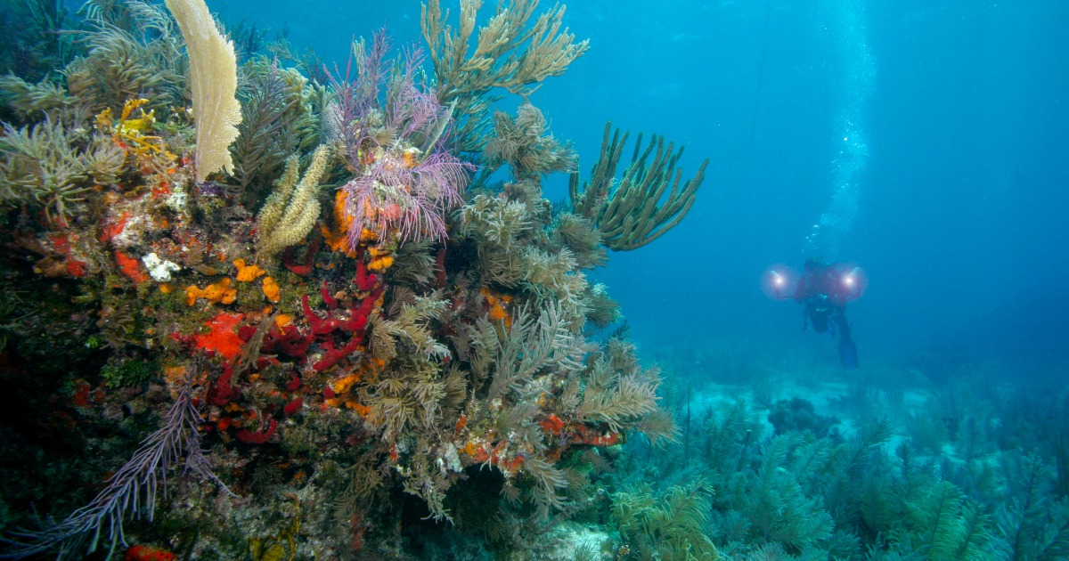 Snorkeler exploring coral reef in clear water at John Pennekamp State Park in Key Largo Florida