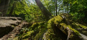 deep-creek-background-4 | Swack Vacations Mossy trees and rocks at Swallow Falls state park in Deep Creek Lake maryland